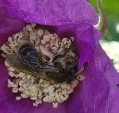 Meadow Parsnip Miner Bee thumbnail 2