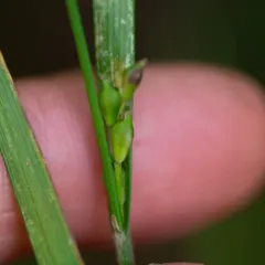 Hitchcock's Sedge thumbnail 4