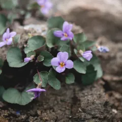 Olympic Violet thumbnail 3
