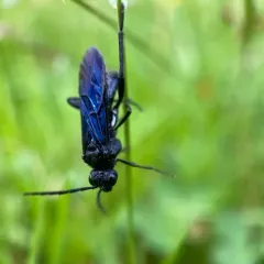 Lagium atroviolaceum thumbnail 4
