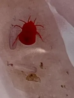 Red Freshwater Mite thumbnail 4