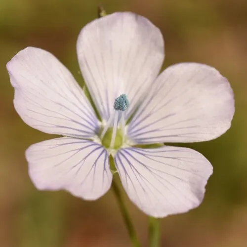 Pale flax