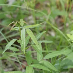 panicled ticktrefoil thumbnail 1
