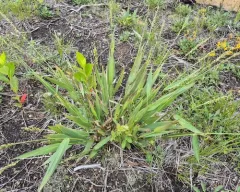 slender panic grass thumbnail 4