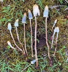 Leratiomyces cucullatus thumbnail 2