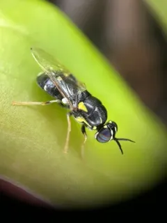 Caloparyphus tetraspilus thumbnail 3
