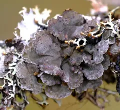 Boreal felt lichen thumbnail 4