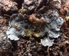 Salted Shell Lichen thumbnail 3