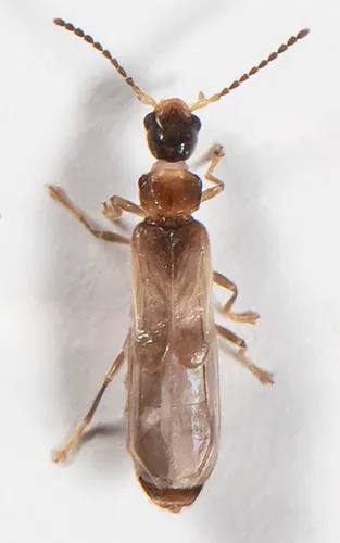 Malthodes parvulus