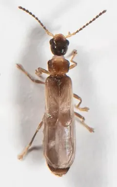 Malthodes parvulus thumbnail 1