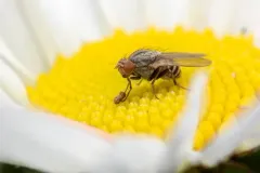 Minettia fasciata thumbnail 4