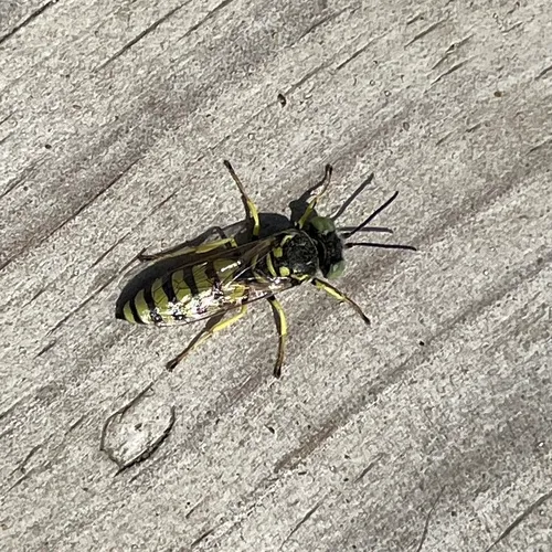 Microbembex monodonta