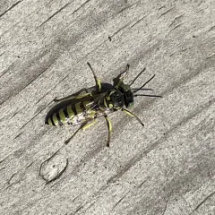 Microbembex monodonta thumbnail 1