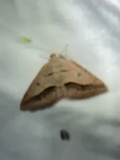 Vermilion Granite Moth thumbnail 3