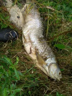 Grass Carp thumbnail 2