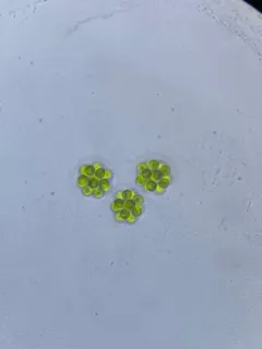 Sphaerocystis schroeteri thumbnail 2