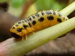 Macremphytus lovetti thumbnail 2