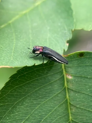 Hawthorn Root Borer