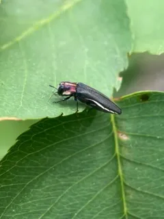 Hawthorn Root Borer thumbnail 1