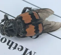 Boreal Burying Beetle thumbnail 3
