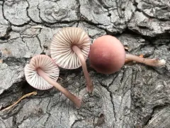 Mycena bulliformis thumbnail 1