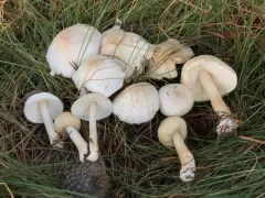Dripping Slimecap thumbnail 4
