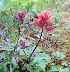 Glacier Bay Paintbrush thumbnail 4