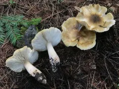 Tricholoma arvernense thumbnail 2