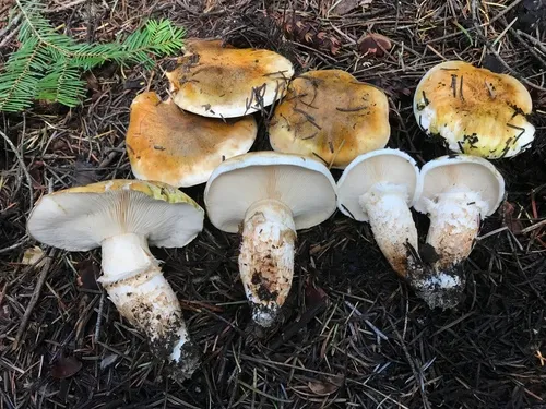Fetid armillaria