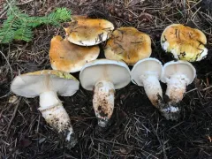 Fetid armillaria thumbnail 1