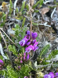 Bell's Locoweed thumbnail 1