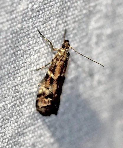 Brower's Vitula Moth