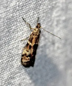 Brower's Vitula Moth thumbnail 1