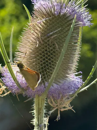 Yuma Skipper