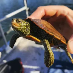 Northern Map Turtle thumbnail 1