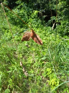 Regal Moth thumbnail 2