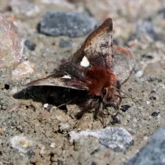 Boreal Gem Moth thumbnail 4