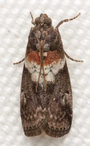White-banded Salebriaria Moth