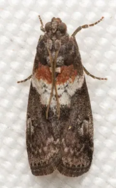 White-banded Salebriaria Moth thumbnail 1