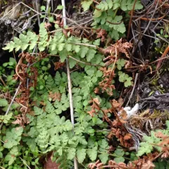Oregon woodsia thumbnail 2