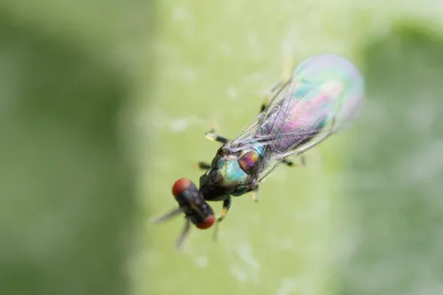 Diglyphus websteri