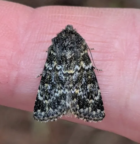 Mossy Pseudobryomima Moth
