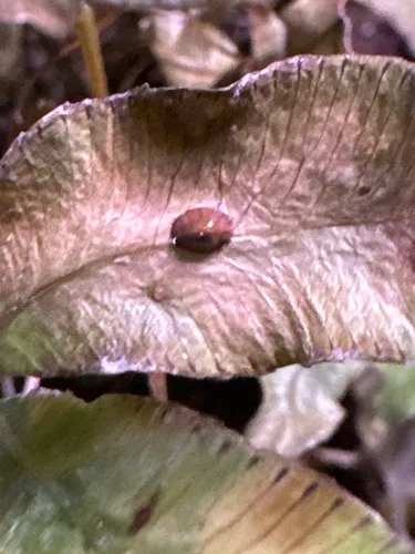 Hemispherical Scale