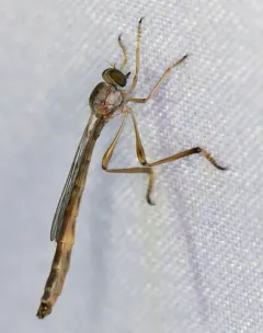 Yellow-legged Pixie thumbnail 3
