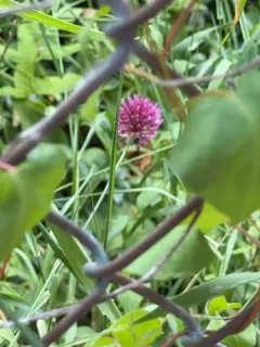 Round-headed Leek thumbnail 4