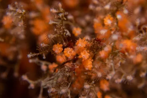 Eudendrium californicum