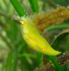 Taylor's Seahare thumbnail 4