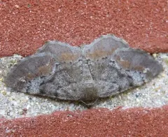 Esther Moth thumbnail 2