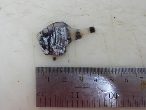 Half-naked Hatchetfish