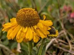 Coastal Sneezeweed thumbnail 2